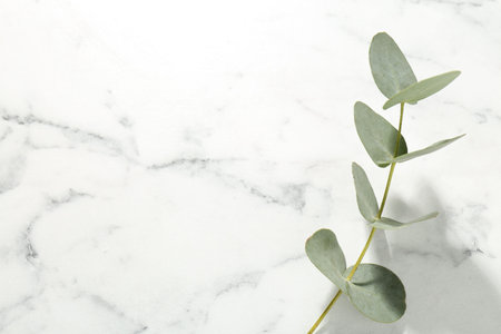 Beautiful eucalyptus branch on white marble background, top view. Space for textの写真素材