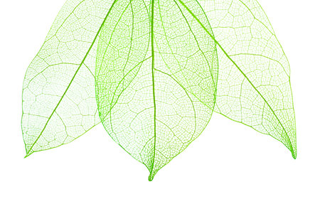Beautiful skeletonized leaves isolated on white, top view