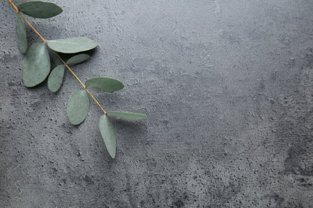 Beautiful eucalyptus branch on grey background, top view. Space for textの写真素材
