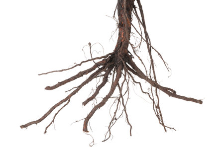One plant with root isolated on white