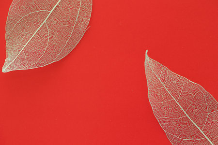Beautiful skeleton leaves on red background, macro view. Space for textの写真素材