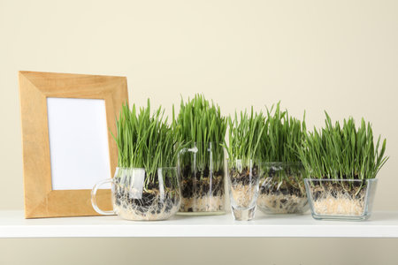 Wheat grass in transparent pots and decor on shelf near light wallの写真素材