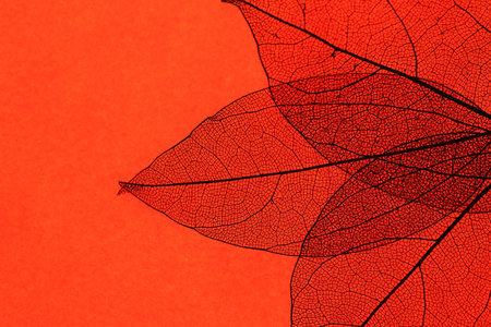 Beautiful skeleton leaves on red background, macro view. Space for text