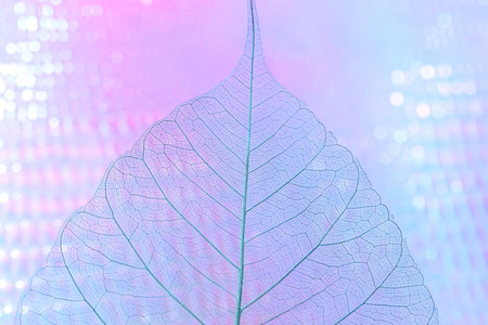 Beautiful skeleton leaf on color background, macro view