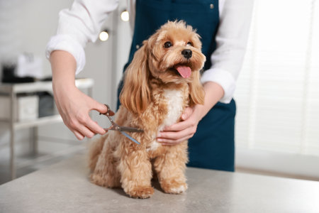 Woman cutting dog's hair with scissors indoors, closeup. Pet groomingの写真素材