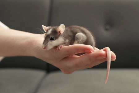 Woman with adorable little rat indoors, closeupの写真素材