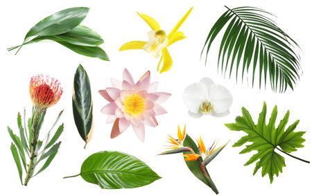 Different tropical leaves and flowers on white background, setの写真素材