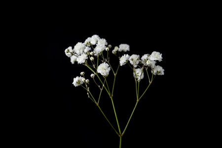 Beautiful delicate gypsophila flower on black backgroundの写真素材