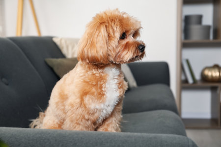 Cute Maltipoo dog on sofa at home, space for textの写真素材