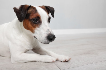 Cute Jack Russell Terrier dog lying on floor near grey wall. Space for textの写真素材