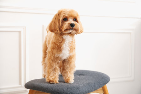 Cute dog on ottoman at homeの写真素材