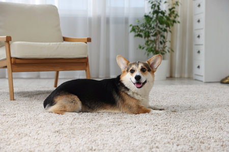Cute Welsh Corgi at home. Lovely petの写真素材