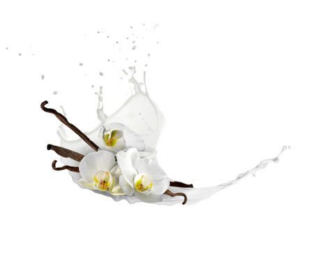 Vanilla milk splash, flowers and pods in air on white backgroundの写真素材