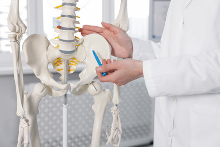 Doctor pointing at sections of human skeleton model in clinic, closeup
