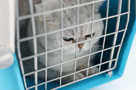 Cute cat in pet carrier, closeup. Adorable animalの写真素材