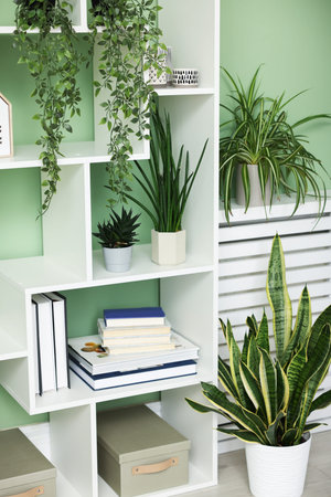 Shelving unit with houseplants and different home decor near light green wall indoorsの写真素材