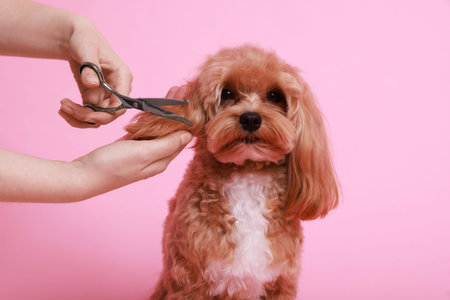Woman cutting dog's hair with scissors on pink background, closeup. Pet groomingの写真素材