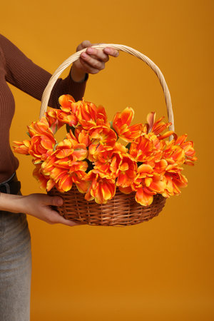 Woman holding basket with beautiful tulips on dark orange background, closeupの写真素材