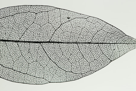 One beautiful skeleton leaf on light grey background, macro view