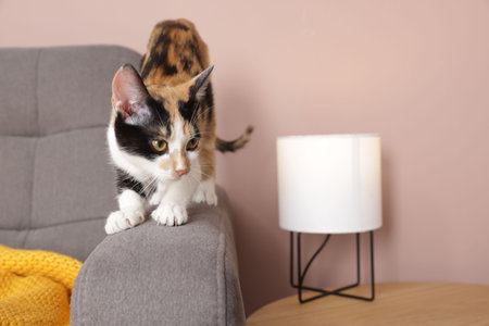 Cute calico cat stretching on armchair at homeの写真素材