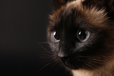 Thai cat with beautiful eyes on black background, closeup. Space for textの写真素材