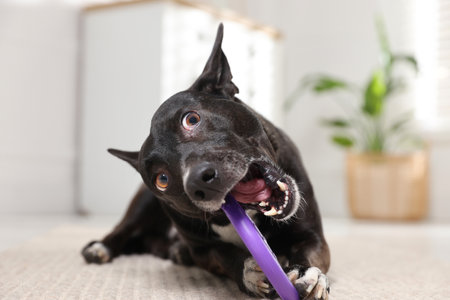 Cute dog chewing toy on floor at homeの写真素材