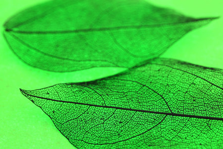 Beautiful skeleton leaves on green background, macro view