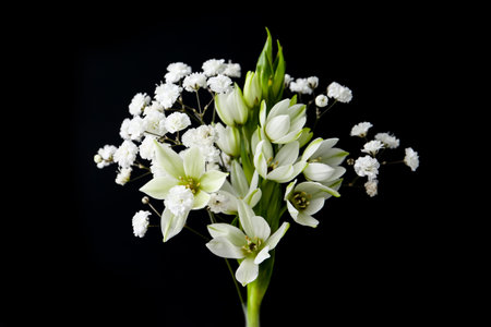 Woman holding bouquet with beautiful gypsophila and freesia on black background, closeupの写真素材