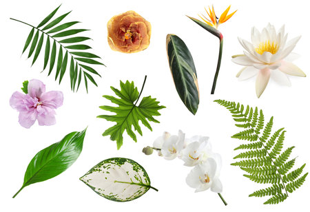 Different tropical leaves and flowers on white background, setの写真素材