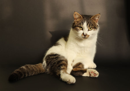 Cute fluffy cat sitting on dark background