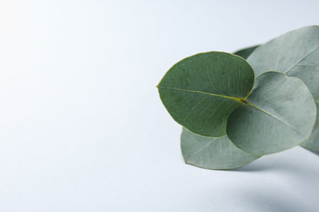 Beautiful eucalyptus branch on white background, closeup. Space for textの写真素材