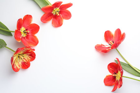Beautiful tulips on white background, flat lay. Space for textの写真素材