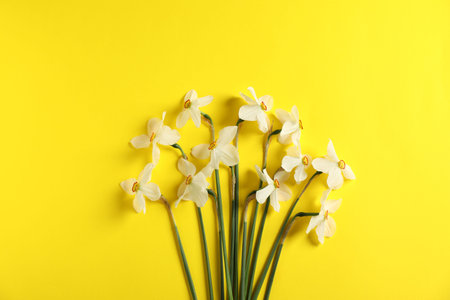 Beautiful daffodils on yellow background, flat layの写真素材