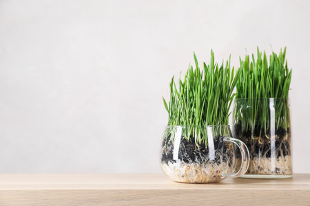 Wheat grass in transparent pots on wooden table near light wall. Space for textの写真素材