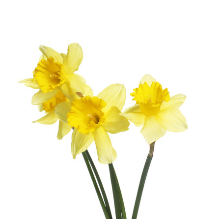 Three beautiful yellow daffodils isolated on whiteの写真素材