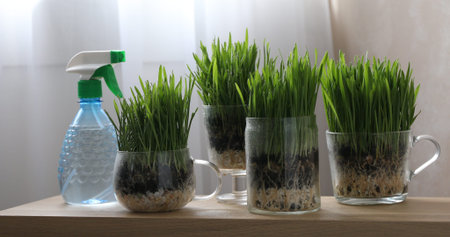 Wheat grass in transparent pots and spray bottle on wooden table indoorsの写真素材