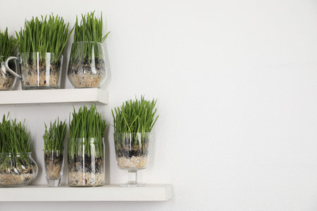 Wheat grass in transparent pots on shelves near light wall. Space for textの写真素材