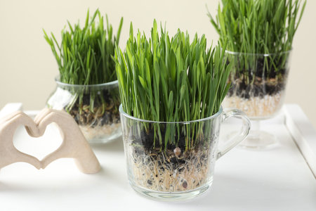 Wheat grass in transparent pots and decor on white shelf against beige background, closeupの写真素材