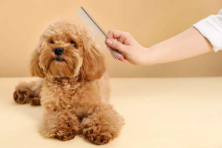 Groomer combing cute dog's hair on beige background, closeupの写真素材