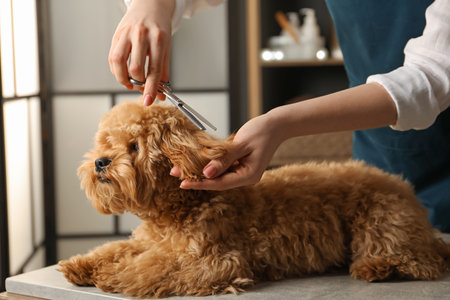 Groomer cutting cute dog's hair in salon, closeupの写真素材