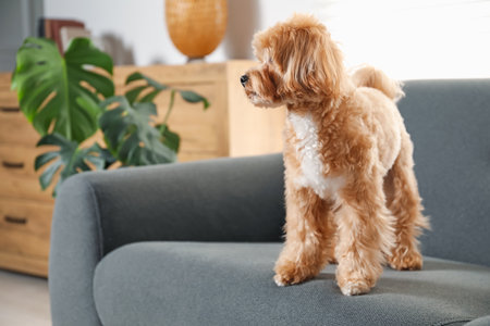 Cute Maltipoo dog on sofa at homeの写真素材