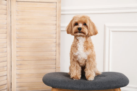 Cute Maltipoo dog on ottoman at home, space for textの写真素材