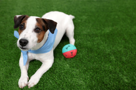 Cute Jack Russell Terrier dog with pet toy lying on green grass.の写真素材