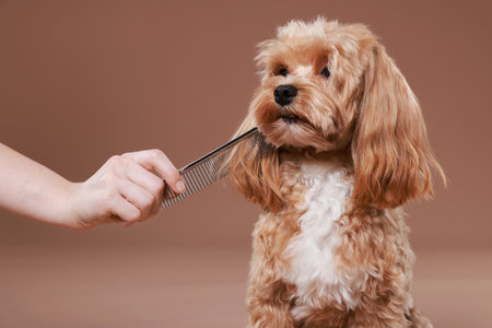 Woman brushing cute dog with comb on brown background, closeup. Pet groomingの写真素材
