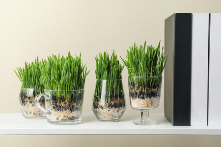 Wheat grass in transparent pots and decor on shelf near light wallの写真素材