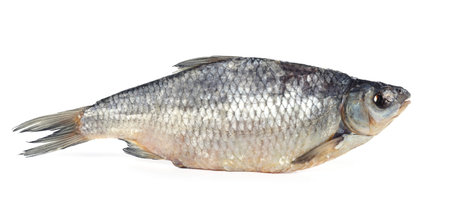 One dried salted roach fish isolated on white