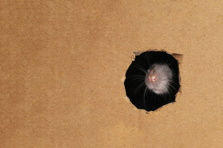 Cute rat looking through hole in cardboard sheet, closeup