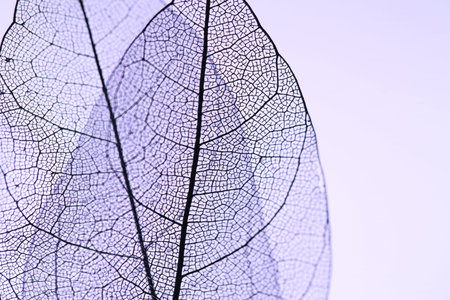 Beautiful skeleton leaves on violet background, macro view