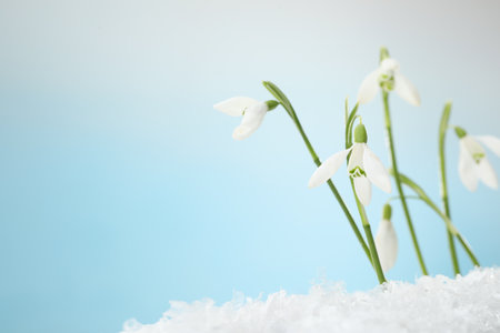 Beautiful snowdrops on snow against light blue background, closeup. Space for textの写真素材