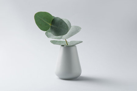 Beautiful eucalyptus branch in vase on white backgroundの写真素材